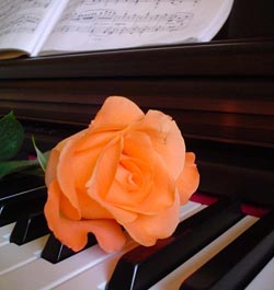 Rosa sul pianoforte