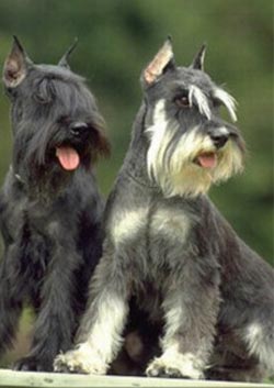 Schnauzer nano