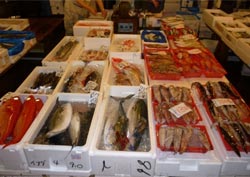 Mercato del pesce a Tokyo
