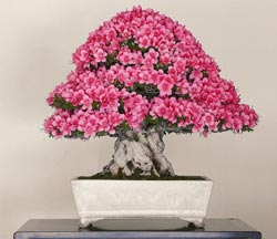 Azalea Crespi Bonsai