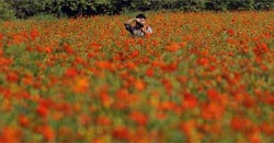 Hamarikyu Gardens