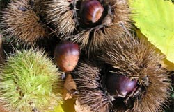 Castagne