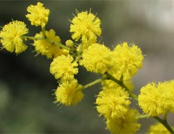 Mimosa