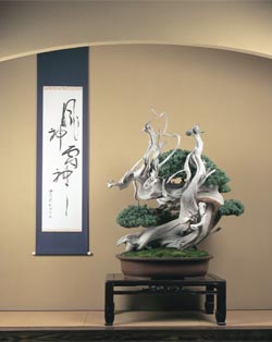 Bonsai del Maestro Kawabe